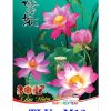In Lịch 7 tờ Hoa Sen